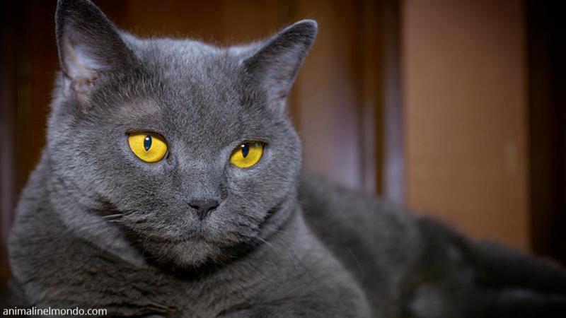  British Shorthair