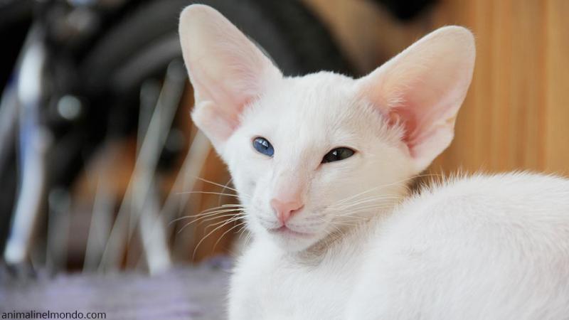  Gatto Orientale