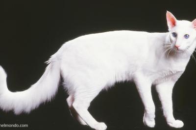  Gatto Mandarino