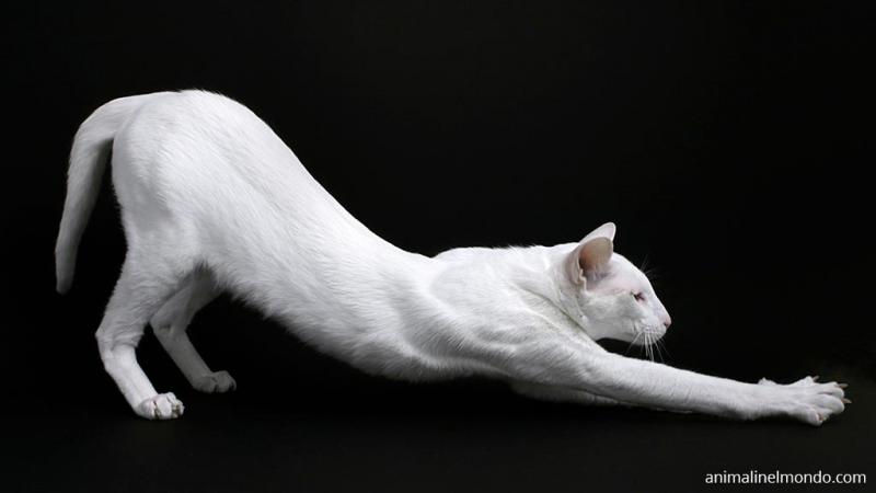  Foreign White o lo Straniero Bianco