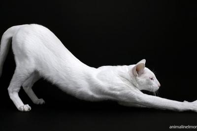  Foreign White o lo Straniero Bianco