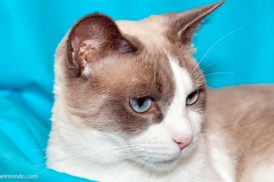  Snowshoe