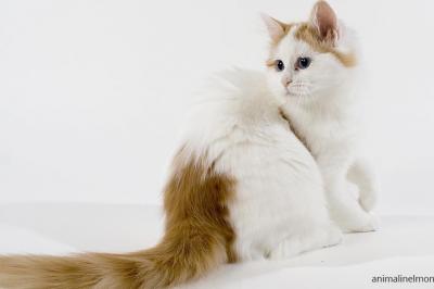  Turkish Van