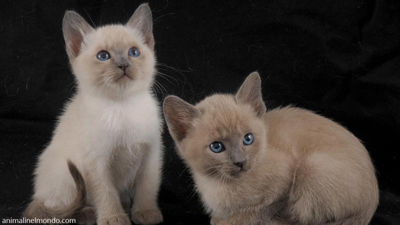  Gatto Tonchinese