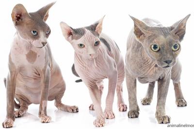  Sphynx