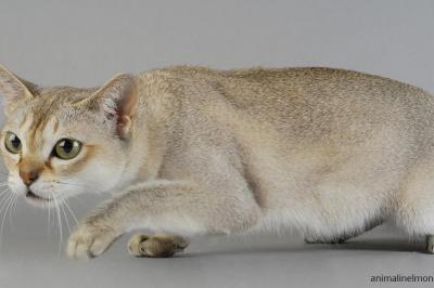  Singapura