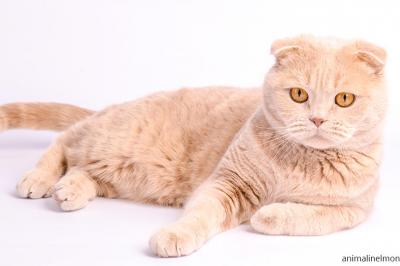  Scottish Fold