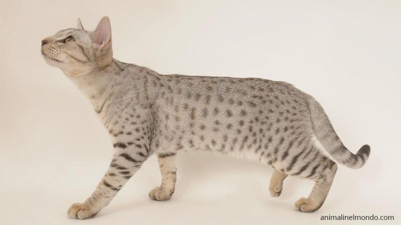  Ocicat