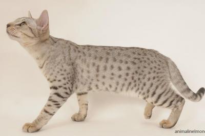 Ocicat