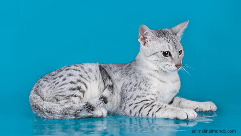  Egyptian Mau