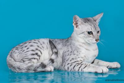 Egyptian Mau