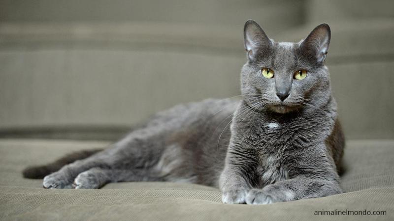  Korat