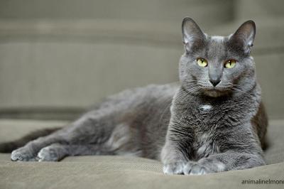Korat