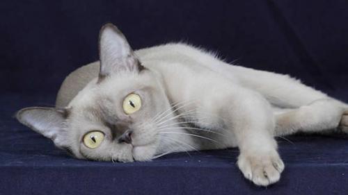  Burmese