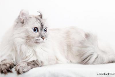  American curl longhair