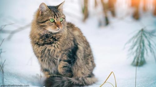  Siberian Cat