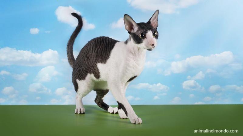 Cornish Rex
