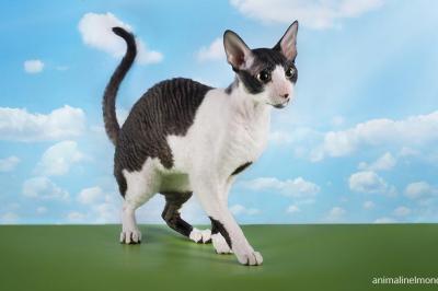  Cornish Rex