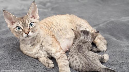  Devon Rex