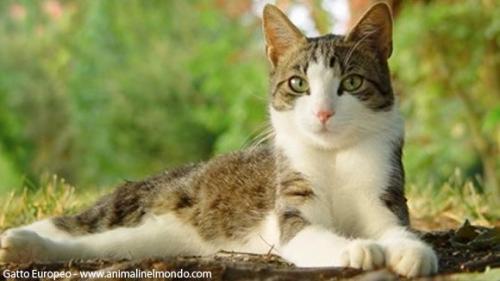  Gatto Europeo