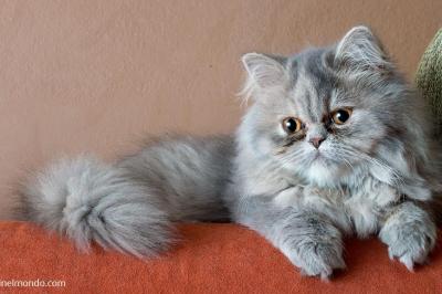 Persiano
