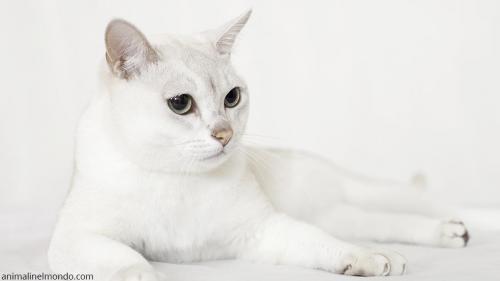 Burmilla