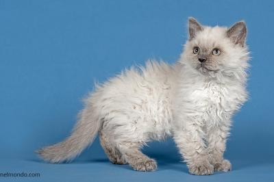 Selkirk Rex