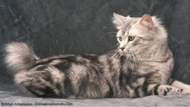  Bobtail americano