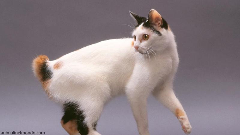  Bobtail giapponese