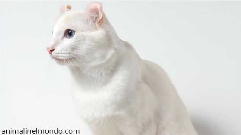  American curl shorthair