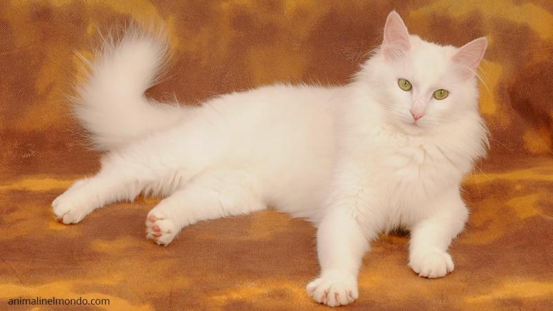  Angora Turco