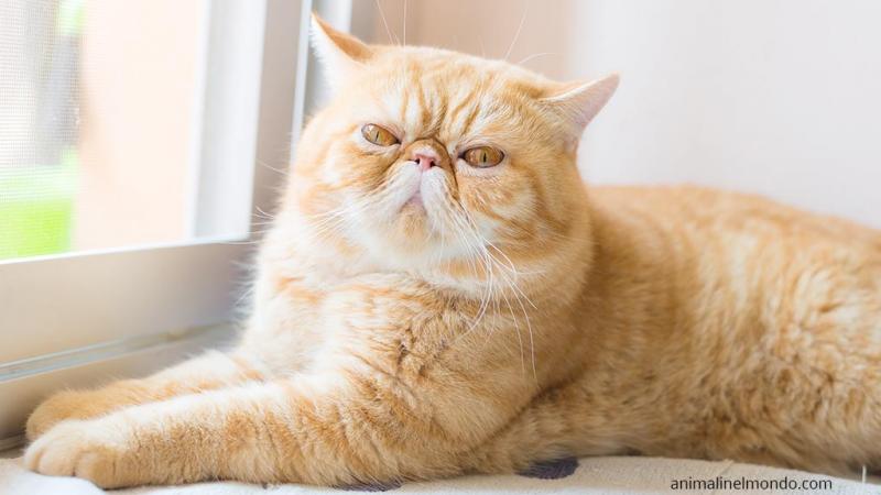  Exotic Shorthair