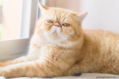  Exotic Shorthair