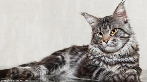  Maine Coon