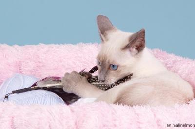  Siamese