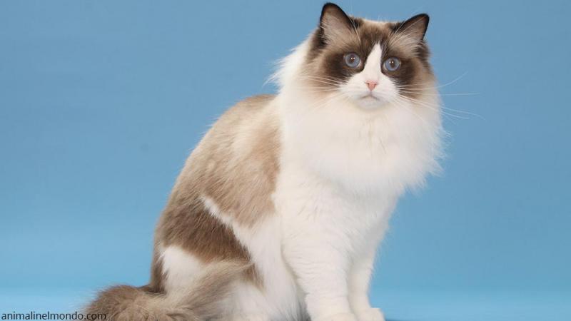  Ragdoll