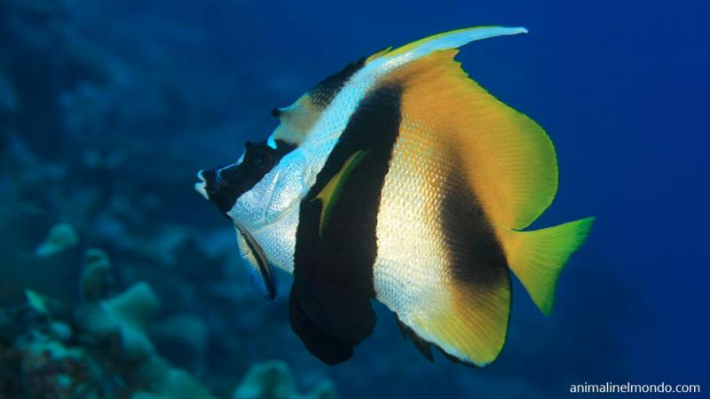  Pesce Bandiera