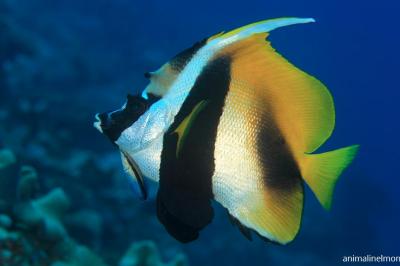  Pesce Bandiera