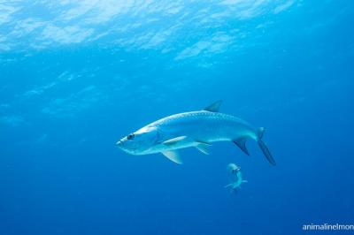  Pesce Tarpon