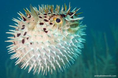  Pesce Palla