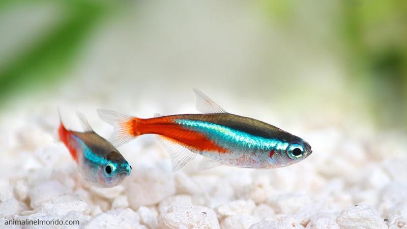  Pesce Neon