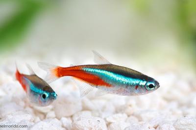 Pesce Neon