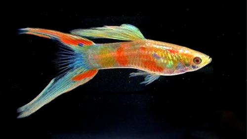  Pesce Milione
