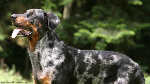  Cane Pastore della Beauce