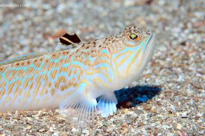  Pesce Ragno
