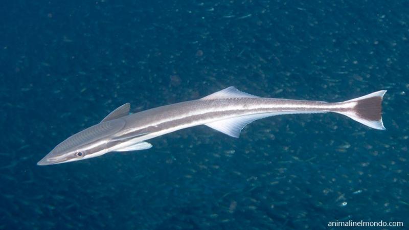  Pesce Remora