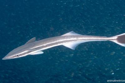  Pesce Remora