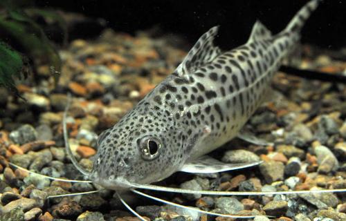  Pesce Gatto