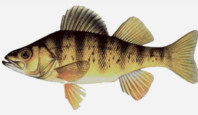  Pesce Persico