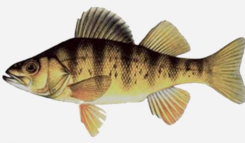  Pesce Persico